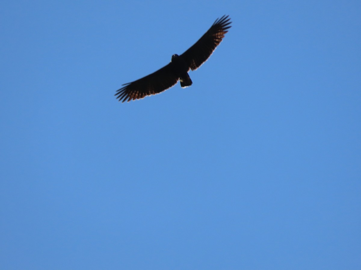 Great Black Hawk - ML645321923