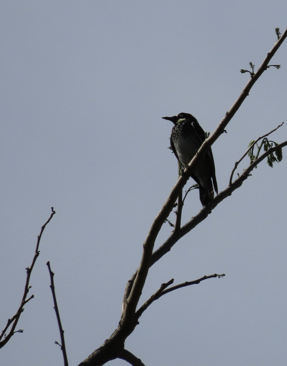 Acorn Woodpecker - ML645321930