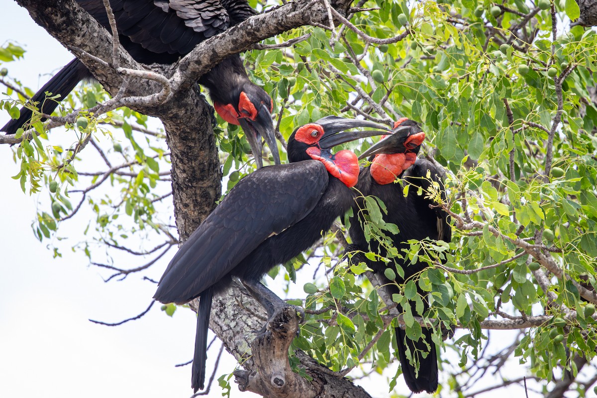 Southern Ground-Hornbill - ML645321937