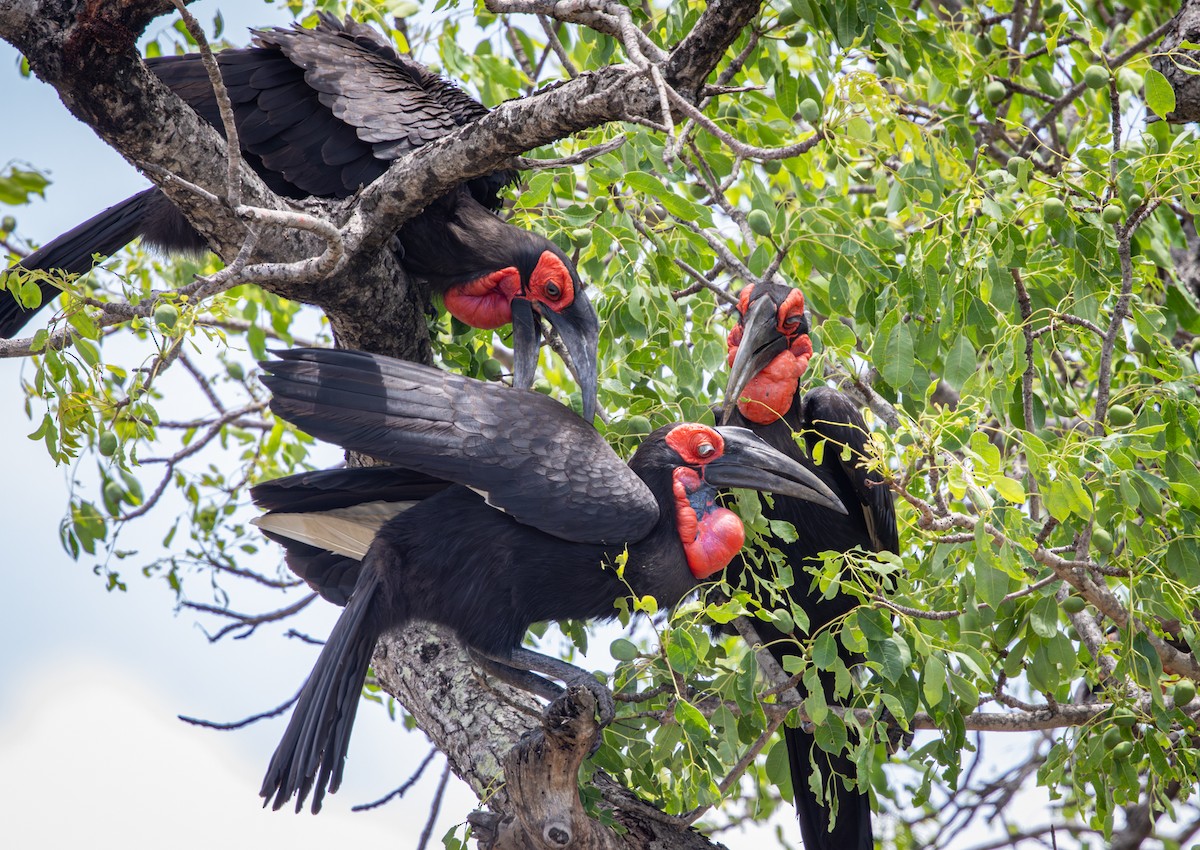 Southern Ground-Hornbill - ML645321938