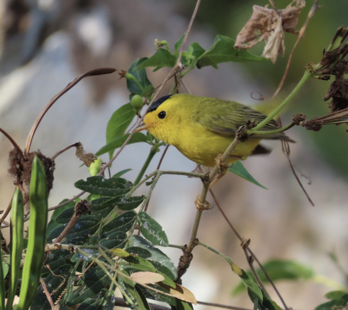 Wilson's Warbler - ML645321954