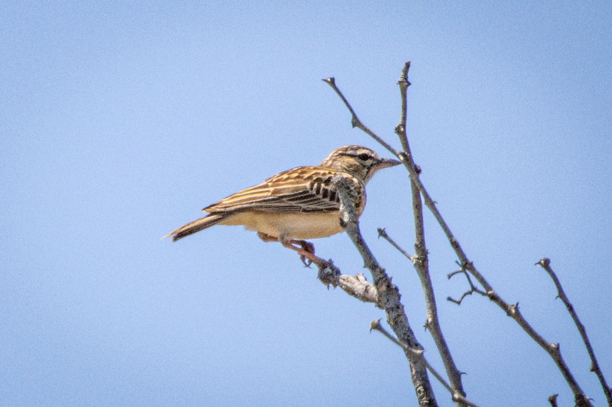 Sabota Lark - ML645321965