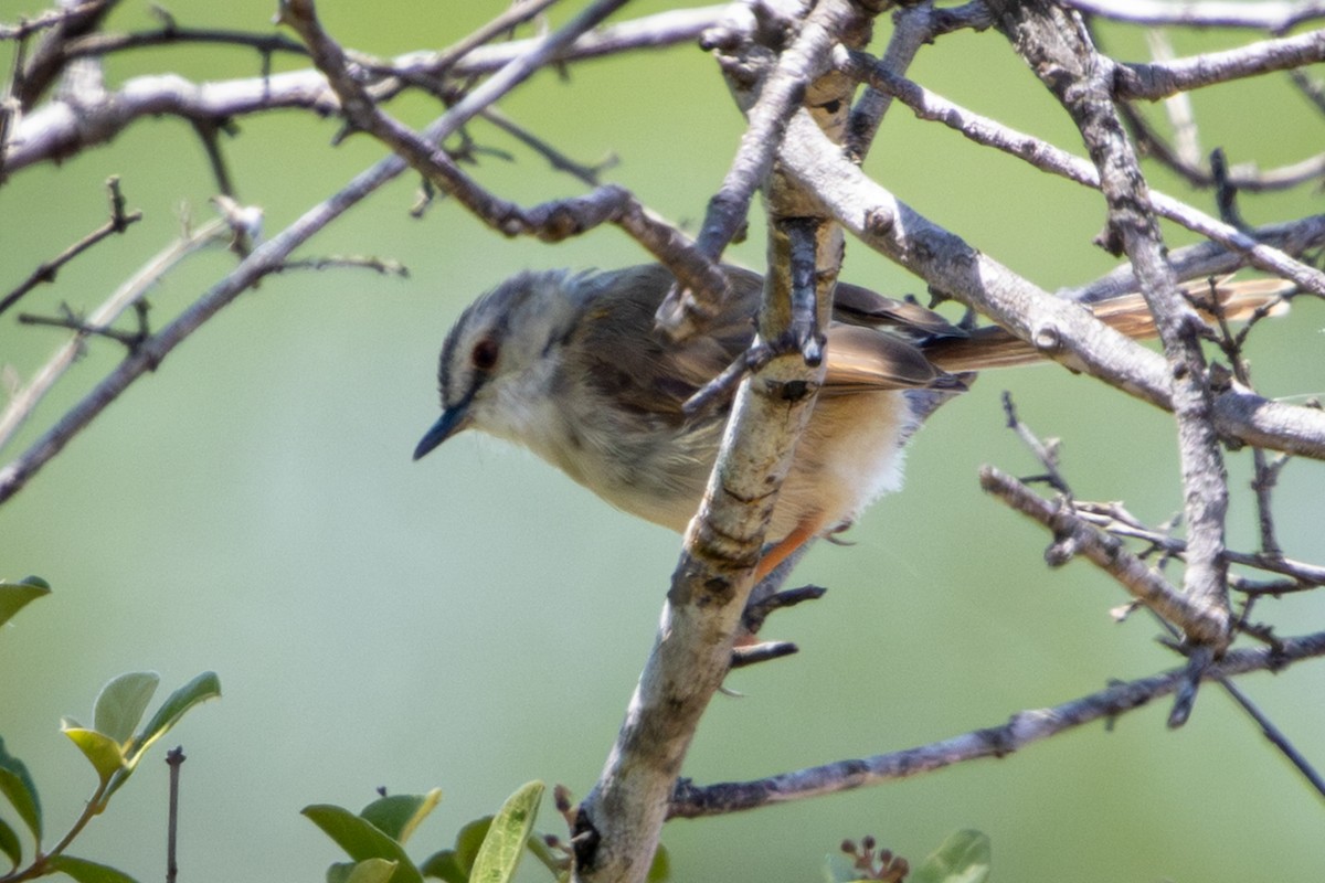 Tawny-flanked Prinia - ML645321972