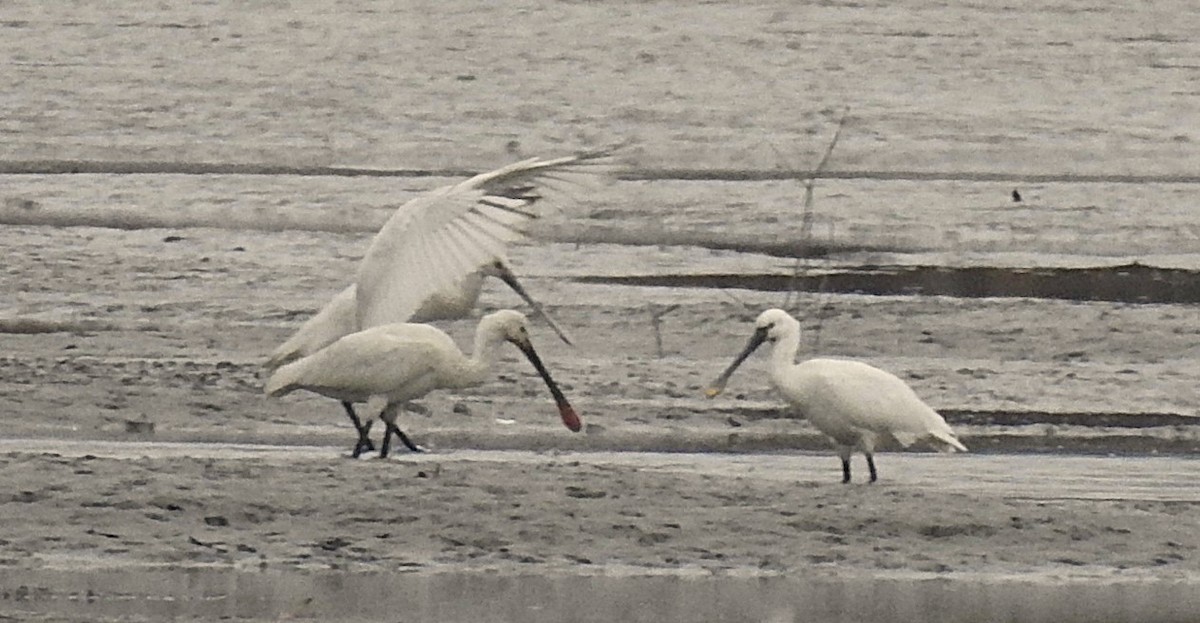 kolpík bílý - ML645321974