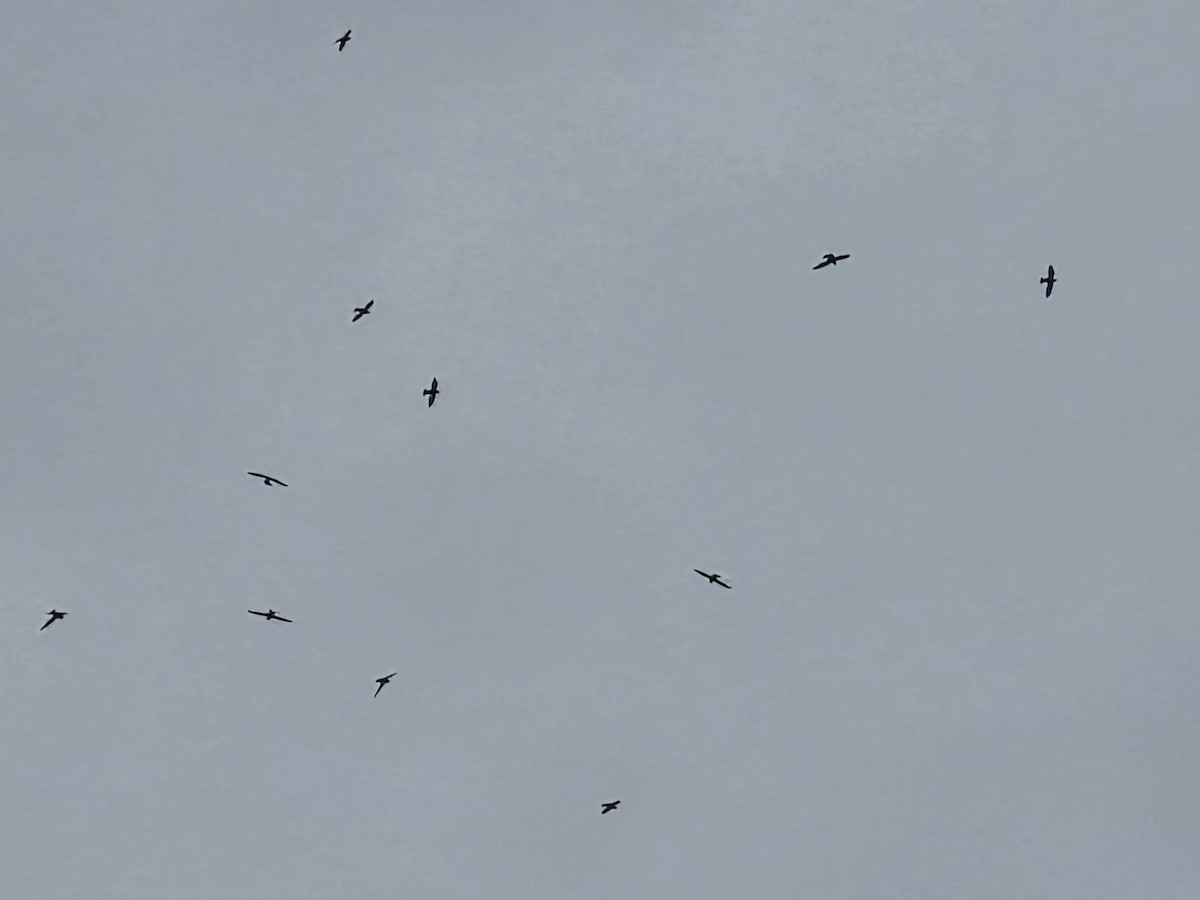 White-banded Swallow - ML645321975