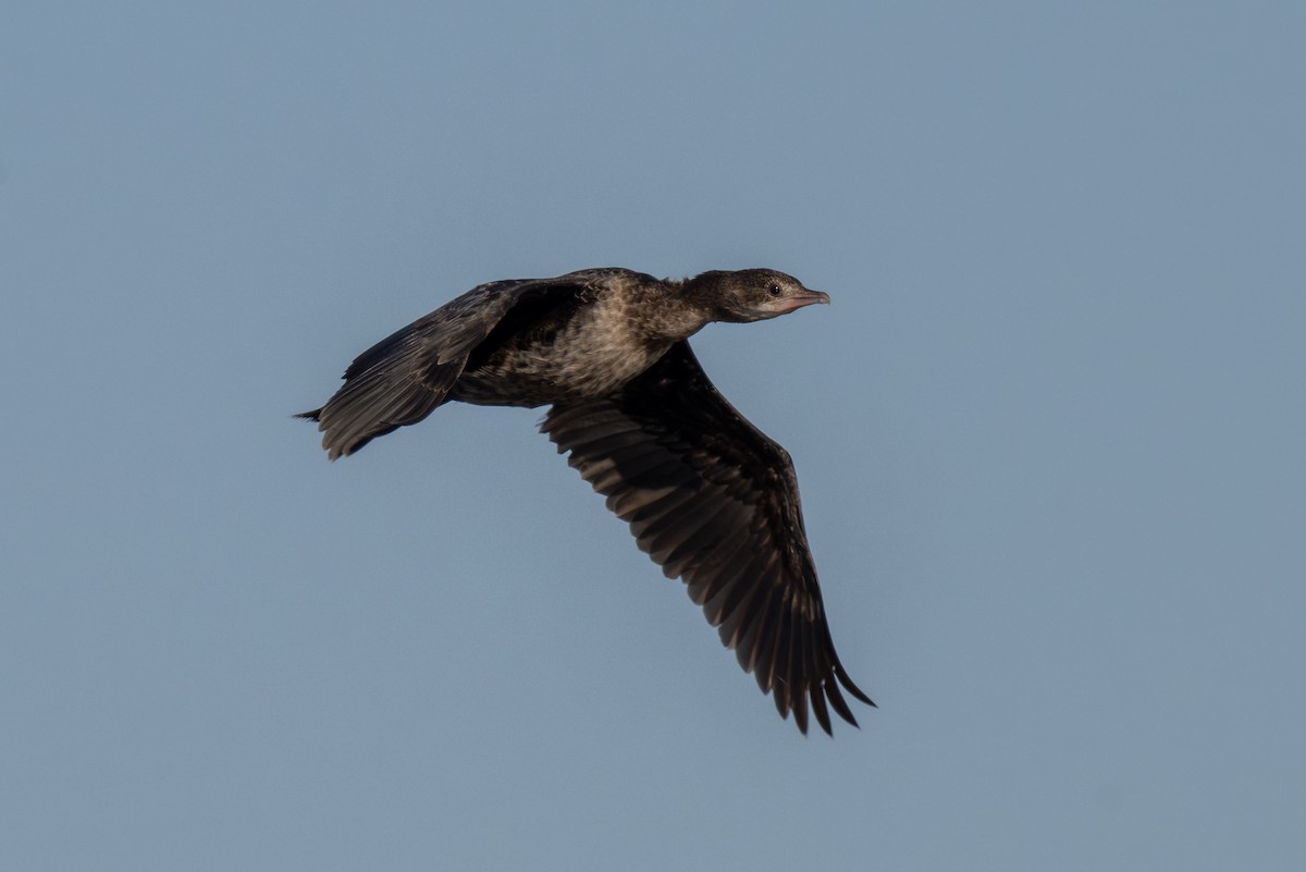 Ubarroi txikia - ML645321977