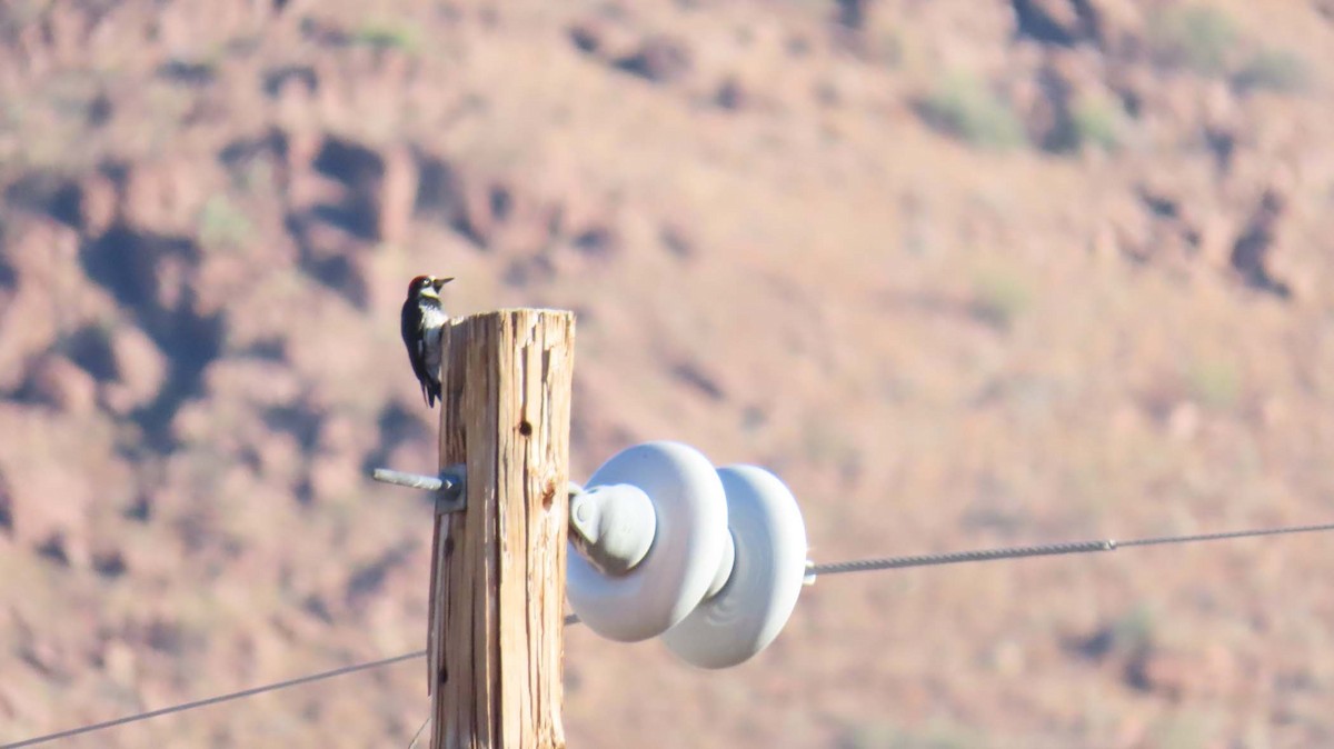 Acorn Woodpecker - ML645321985