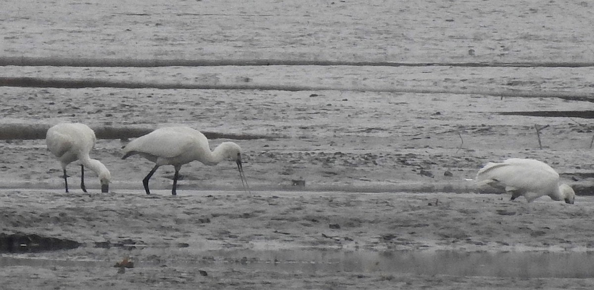 kolpík bílý - ML645321986