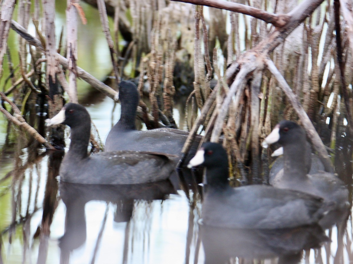 אגמית אמריקנית - ML645321987