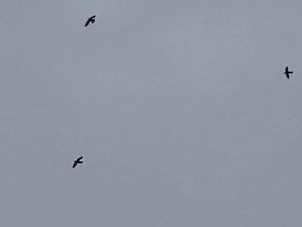 White-banded Swallow - ML645321995