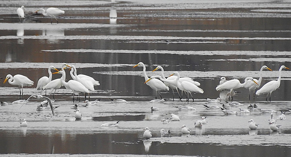 volavka bílá - ML645321997