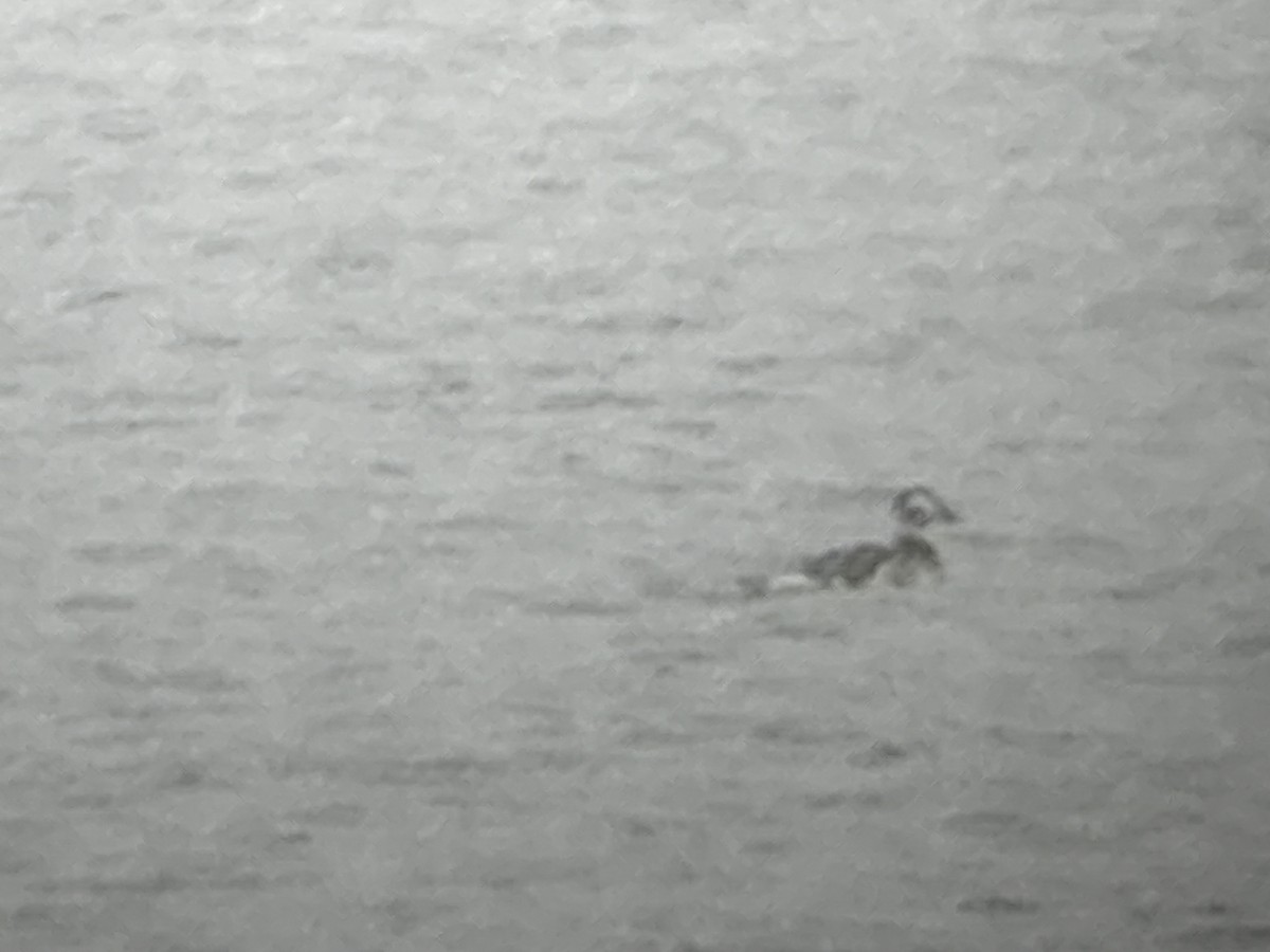 Long-tailed Duck - ML645321999