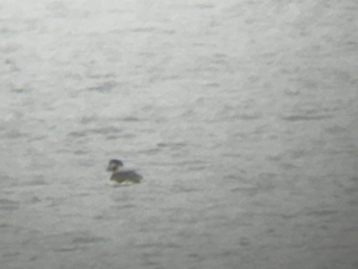 Long-tailed Duck - ML645322000