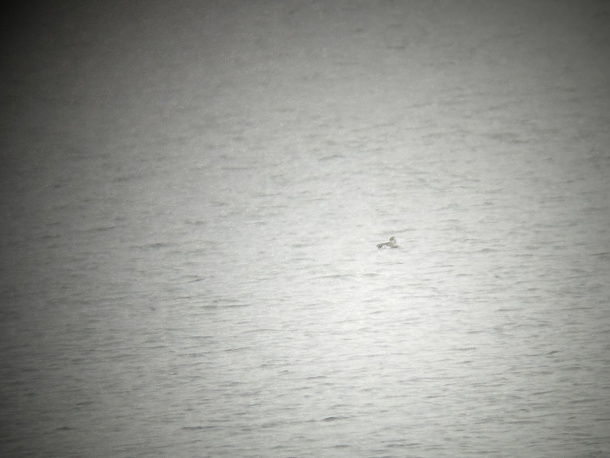 Long-tailed Duck - ML645322001