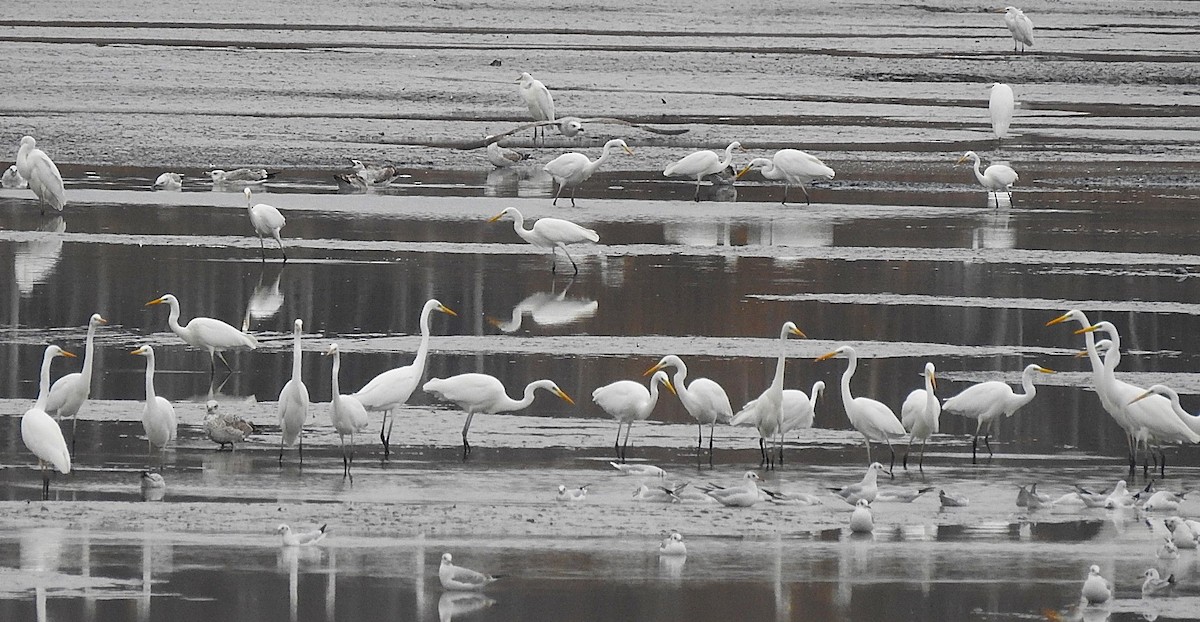 volavka bílá - ML645322002