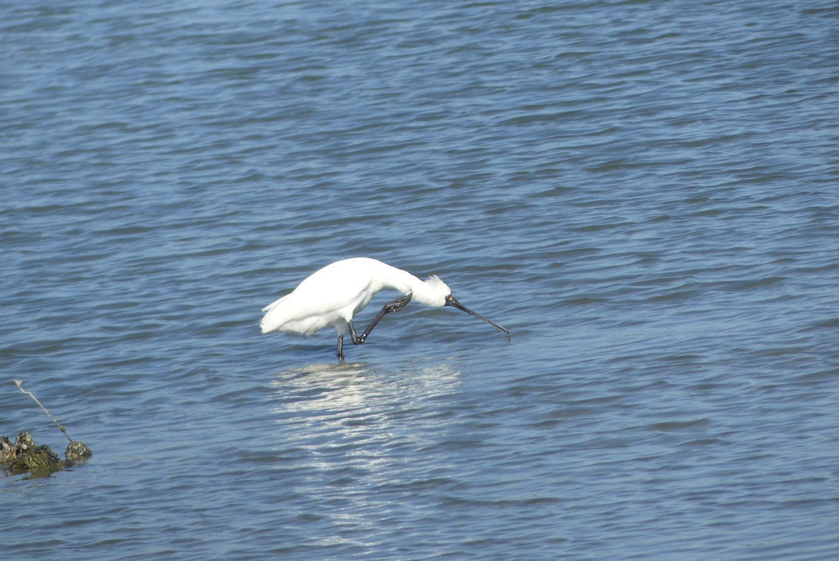 kinaskjestork - ML645322019