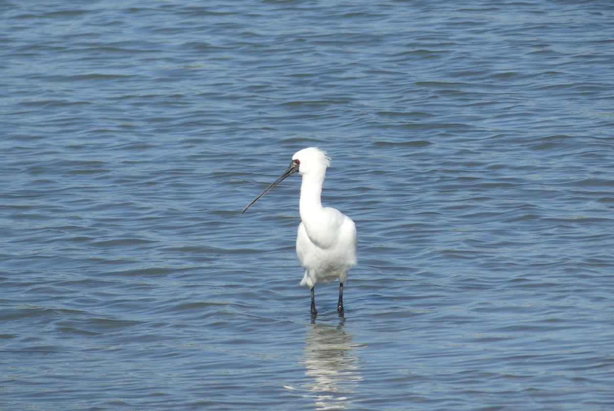 kinaskjestork - ML645322020