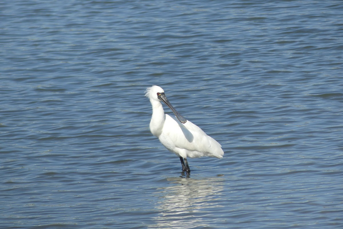 kinaskjestork - ML645322021