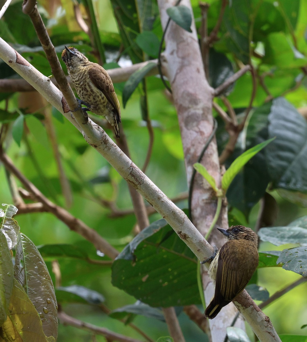 Bar-breasted Piculet - ML645322022