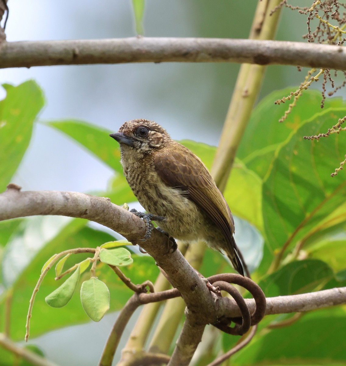 Bar-breasted Piculet - ML645322023