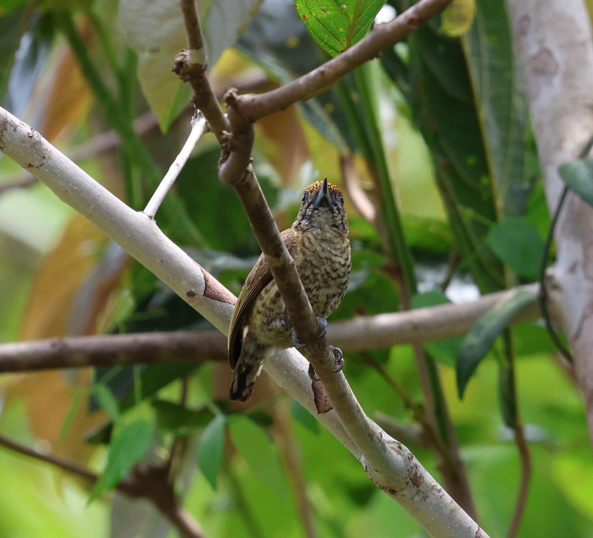 Bar-breasted Piculet - ML645322024