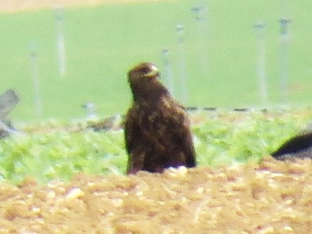 Greater Spotted Eagle - ML645322028
