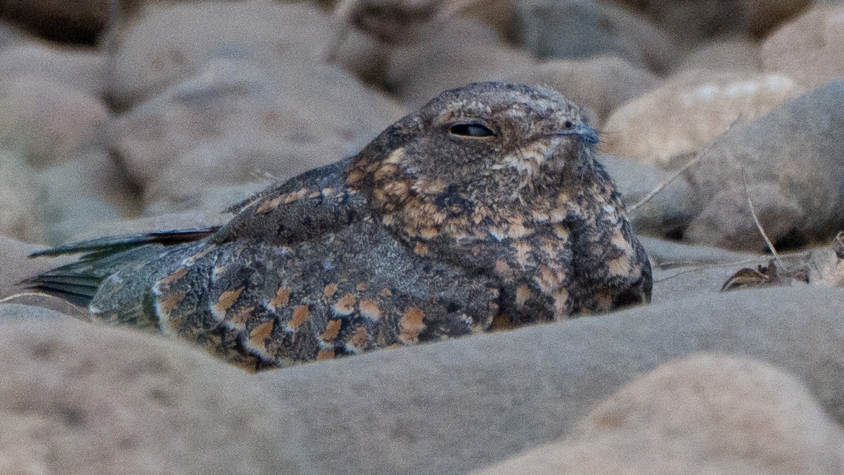 Savanna Nightjar - ML645322050