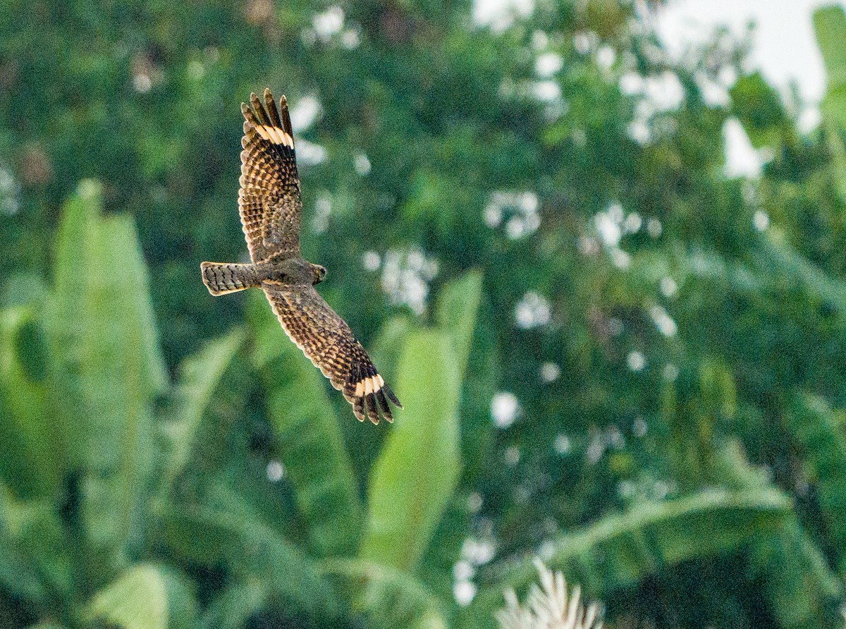 Savanna Nightjar - ML645322051