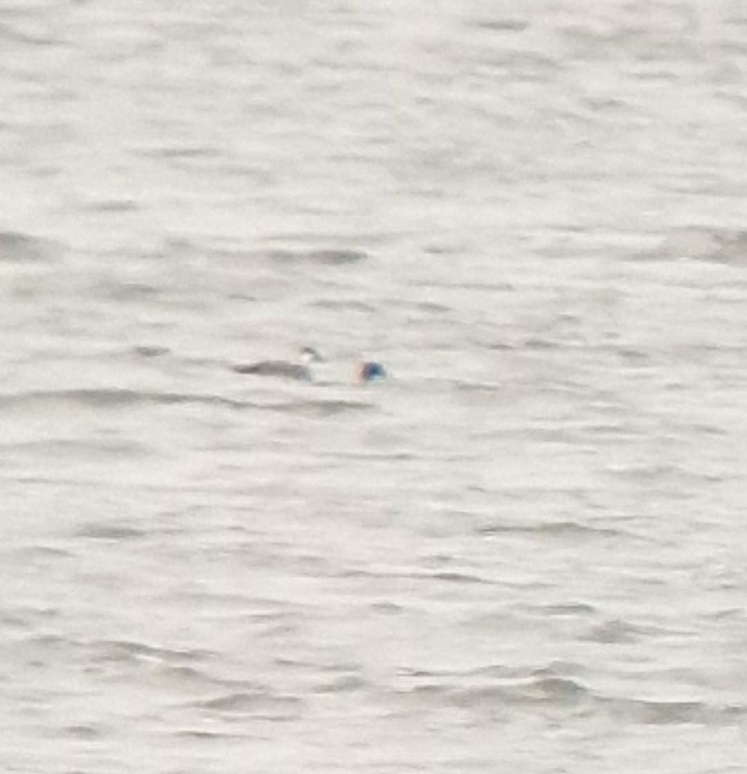 Common Scoter - ML645322056