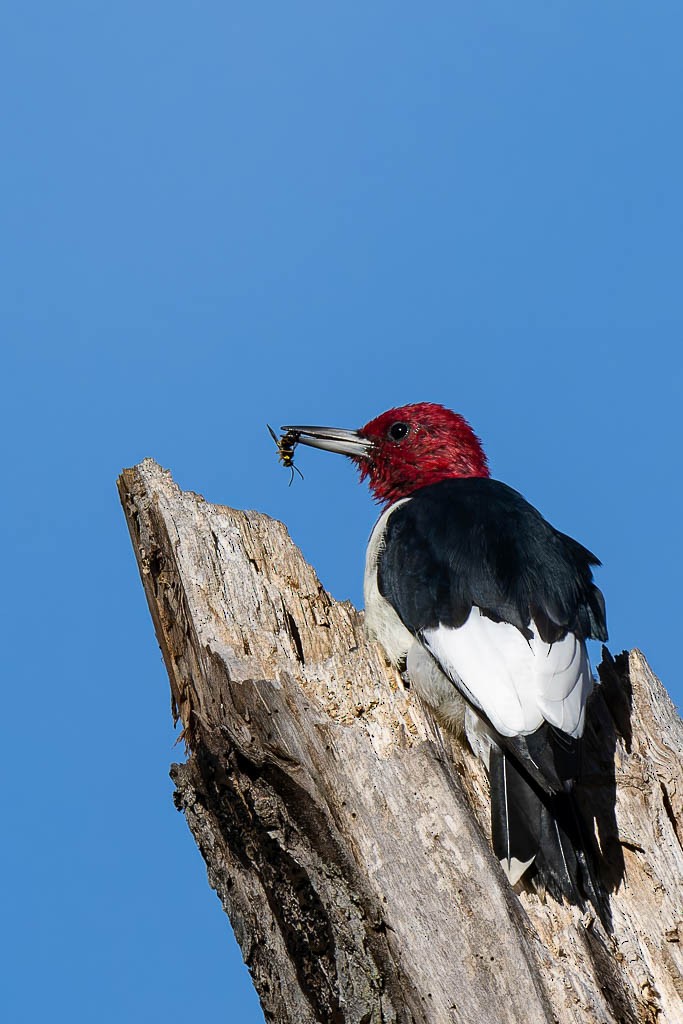 Red-headed Woodpecker - ML645322057