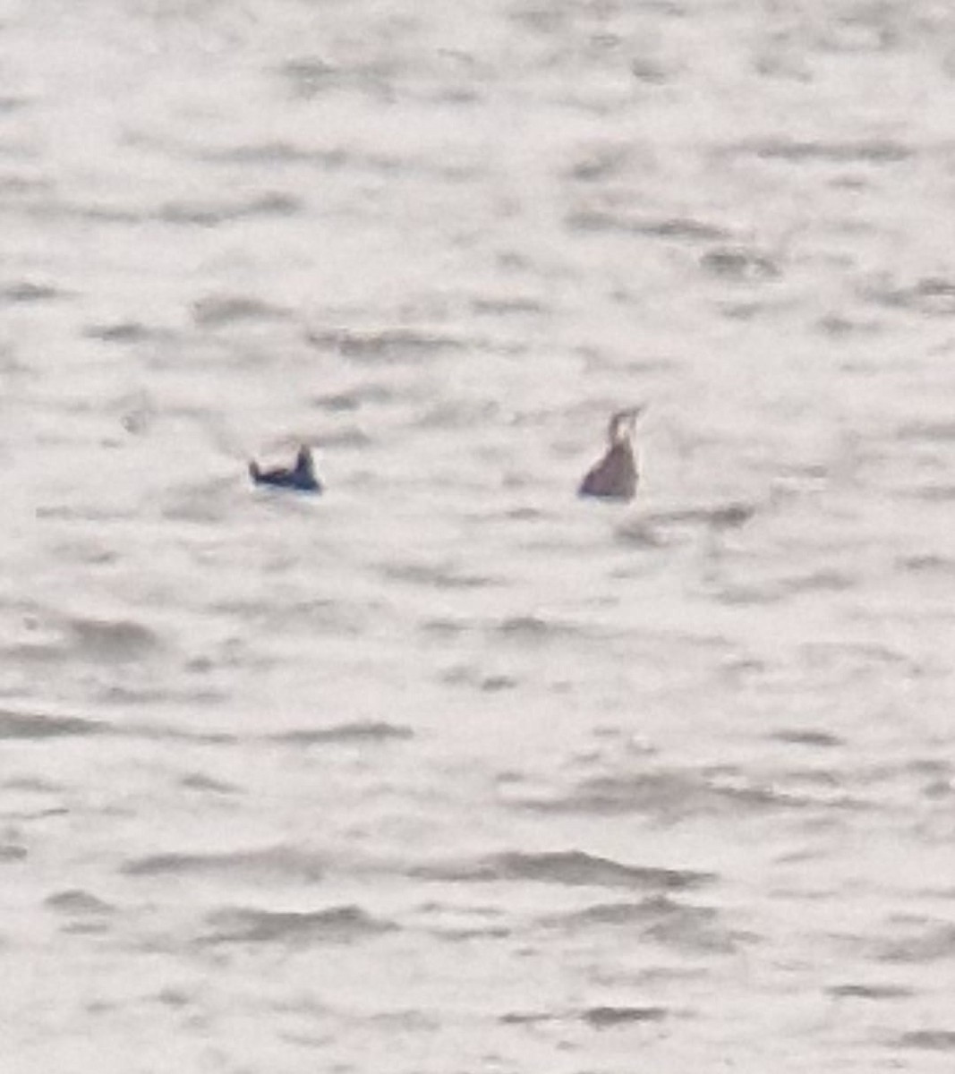 Common Scoter - ML645322061