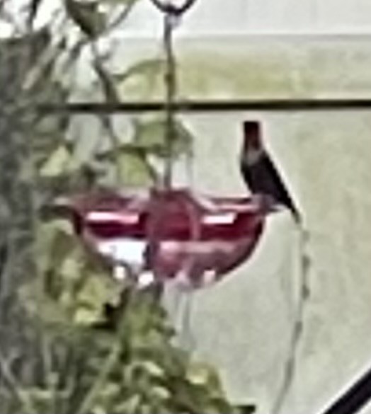 Ruby-throated Hummingbird - ML645322064