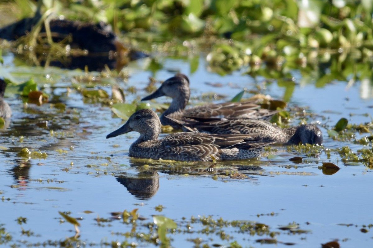 Blue-winged Teal - ML645322099