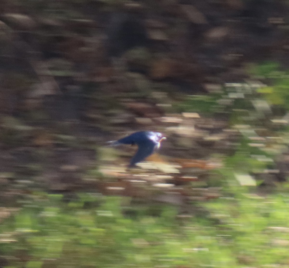 Ластівка сільська - ML645322100