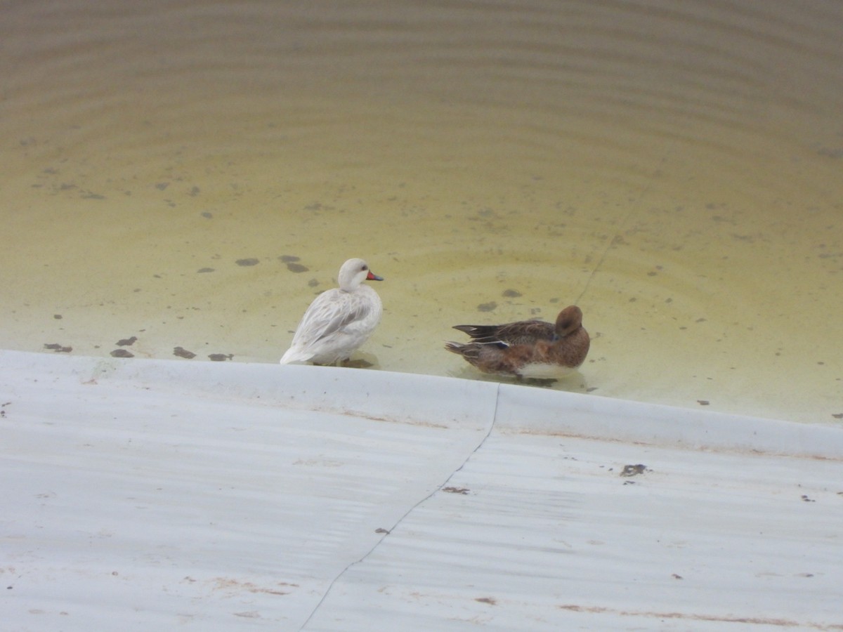 Bahamaente - ML645322104