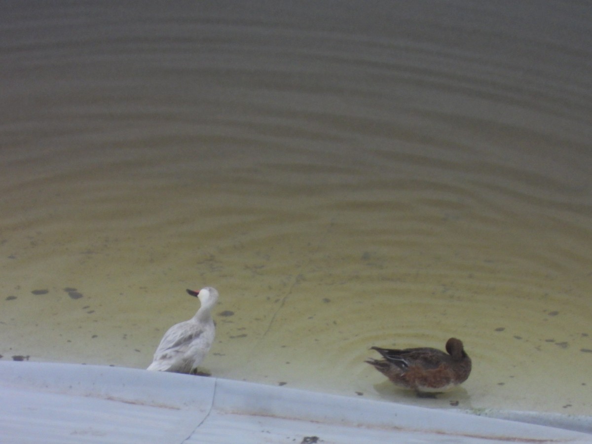 Bahamaente - ML645322105