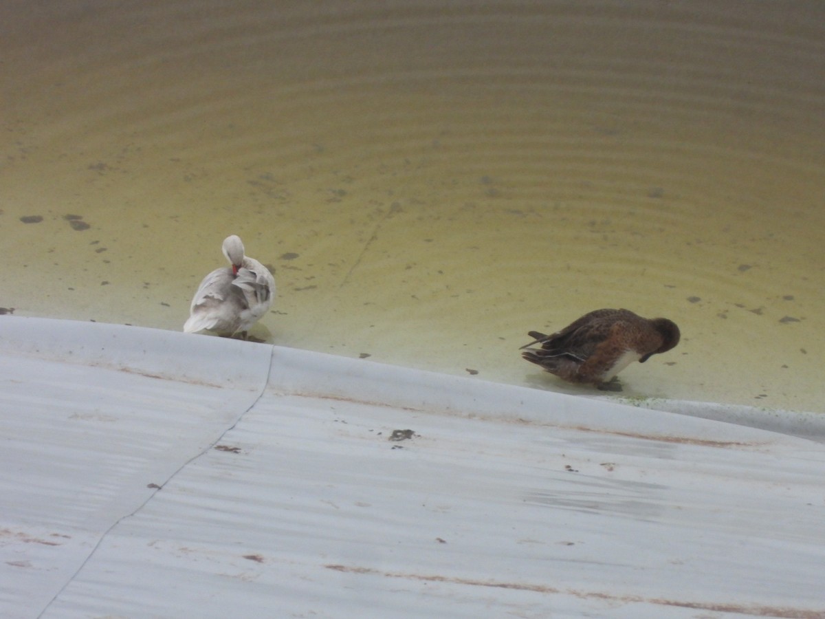 Bahamaente - ML645322106