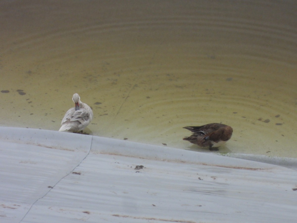 Bahamaente - ML645322107