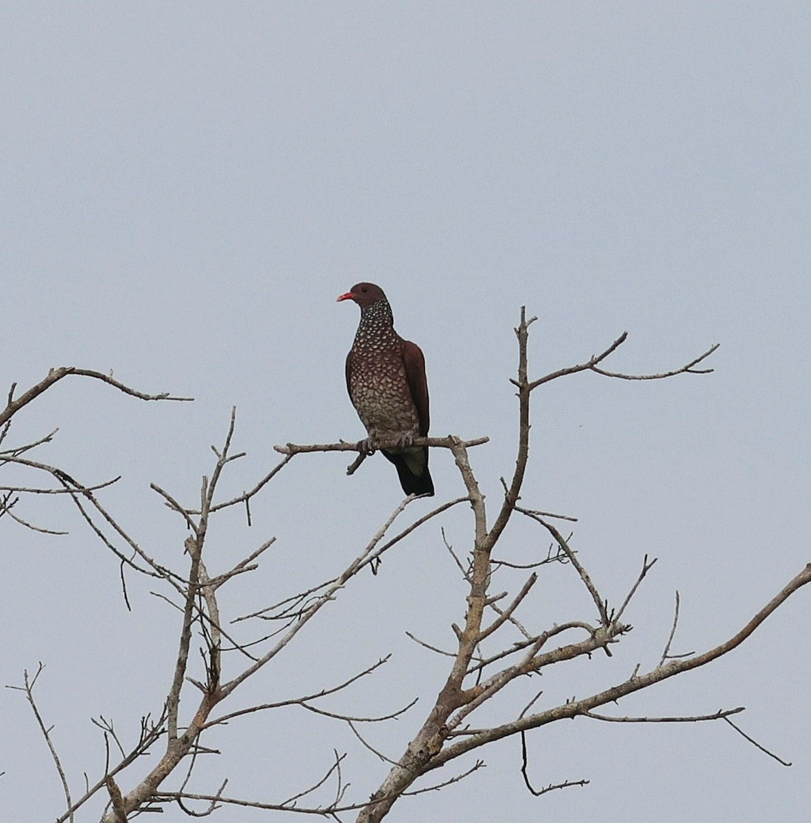 Scaled Pigeon - ML645322109