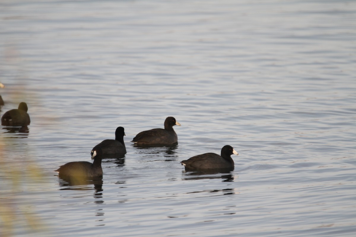 אגמית אמריקנית - ML645322127