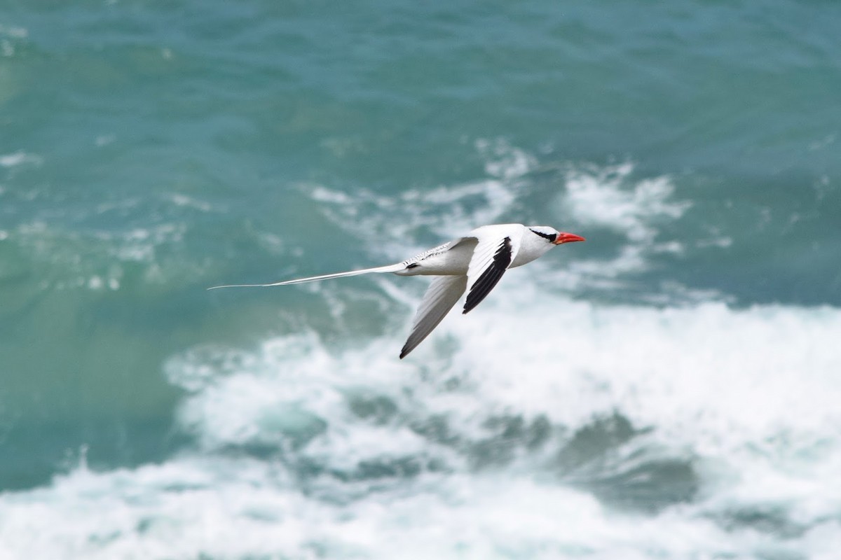 Red-billed Tropicbird - ML645322129