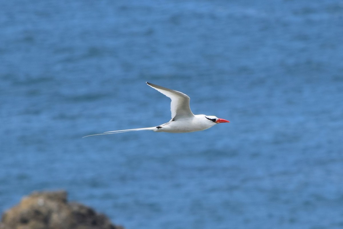 Red-billed Tropicbird - ML645322130