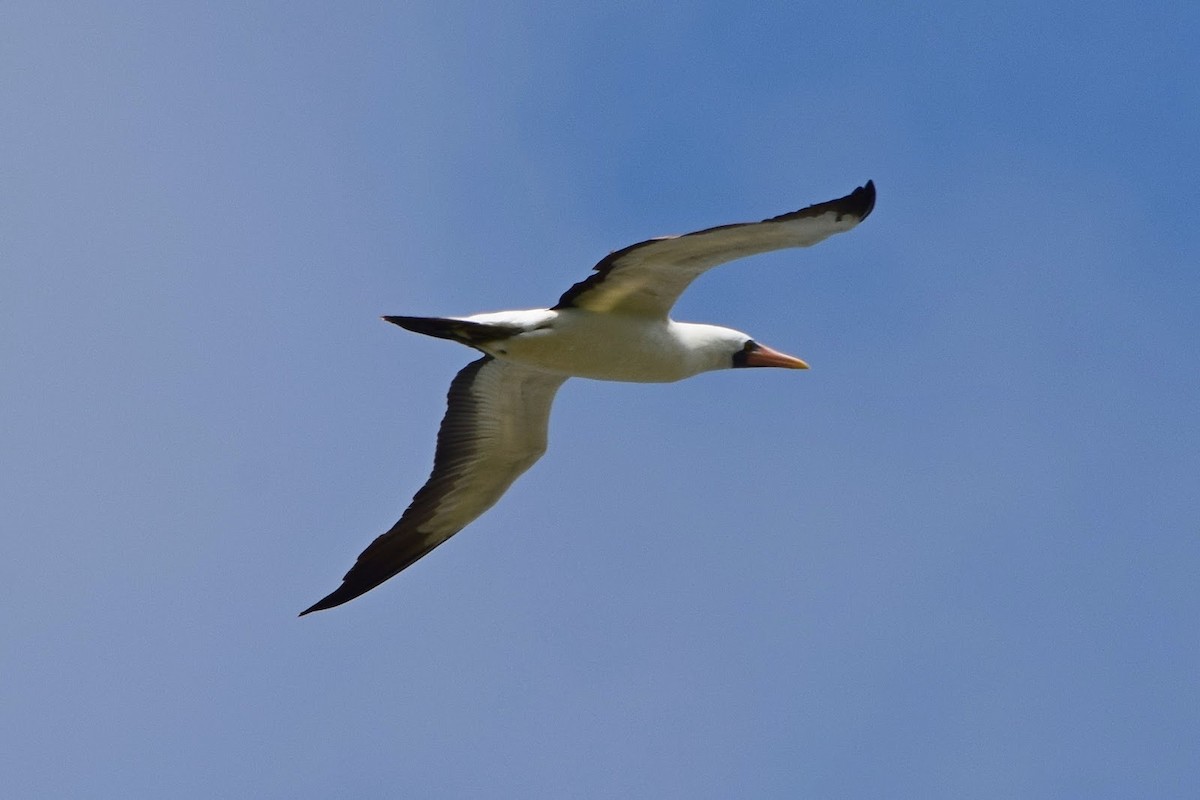 Nazcatölpel - ML645322145