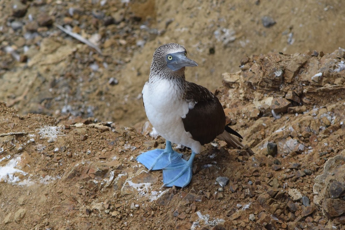 Blue-footed Booby - ML645322150