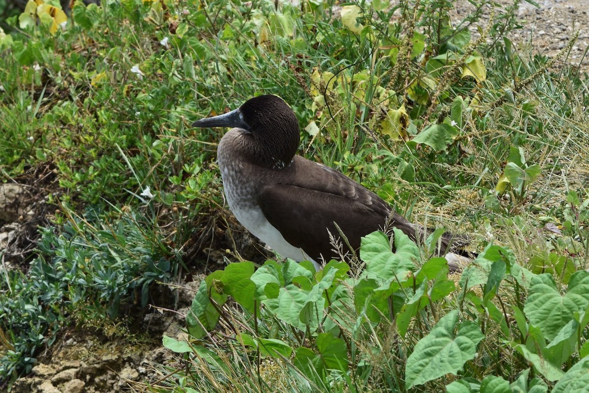 Blue-footed Booby - ML645322154
