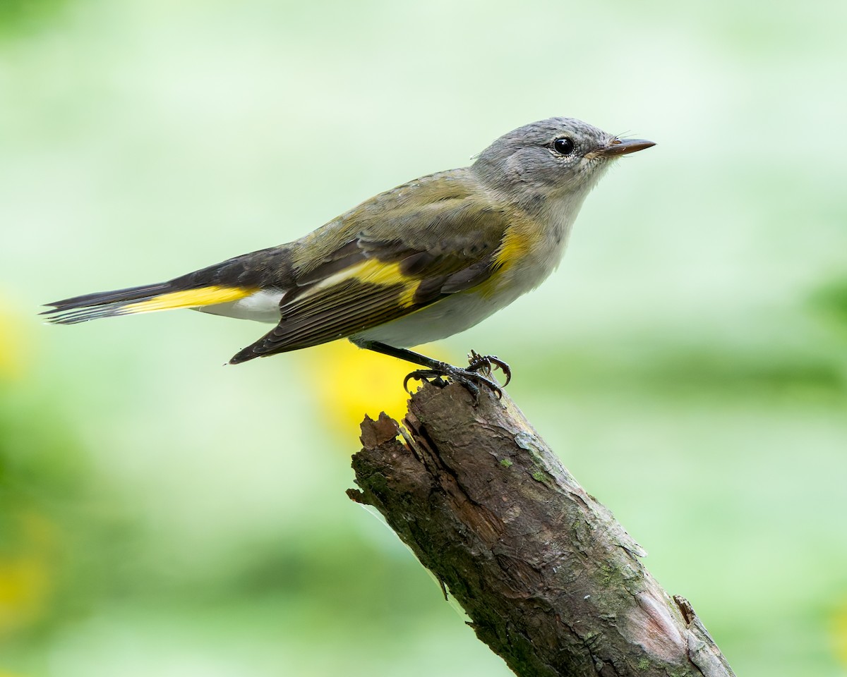 Горихвостковая древесница - ML645322165