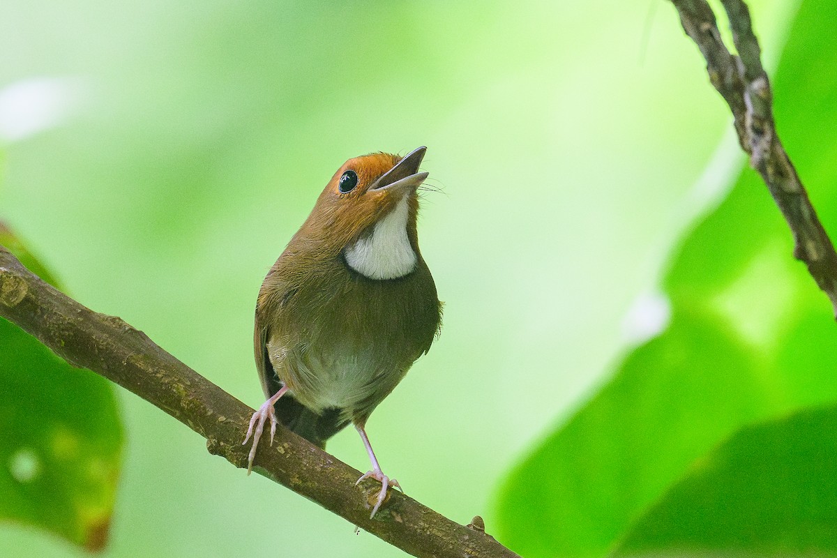 Rufous-browed Flycatcher - ML645322193