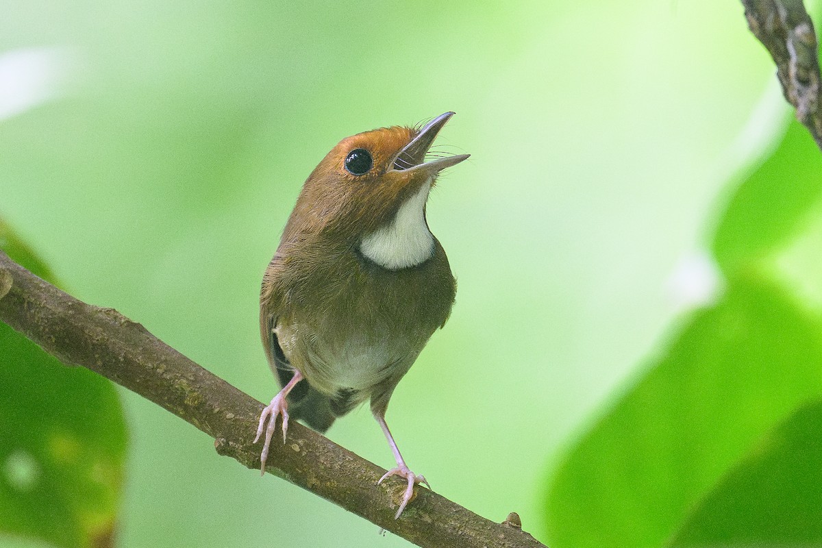 Rufous-browed Flycatcher - ML645322194