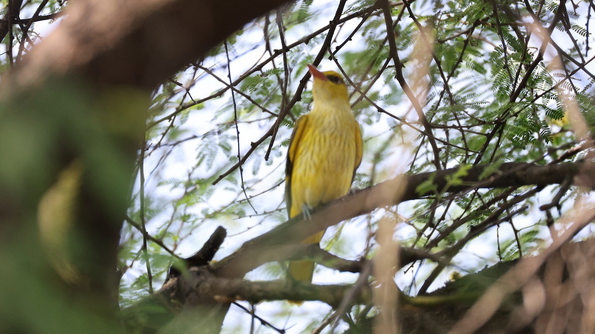 Indian Golden Oriole - ML645322203