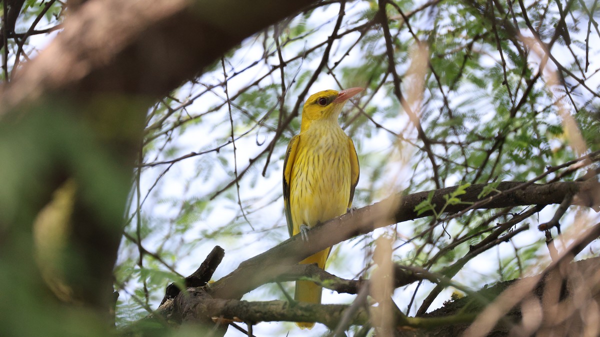 Indian Golden Oriole - ML645322204